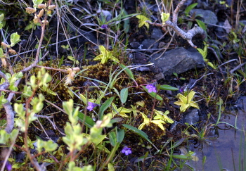 Butterwort