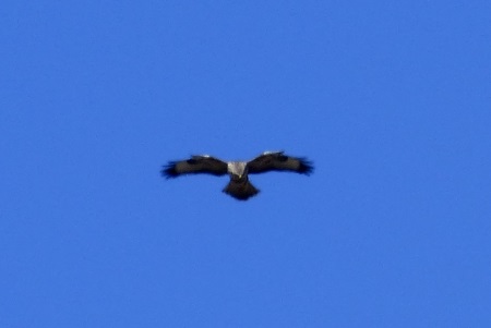 Buzzard hovering