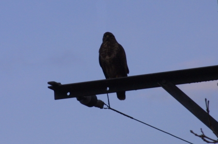 Buzzard on a pole