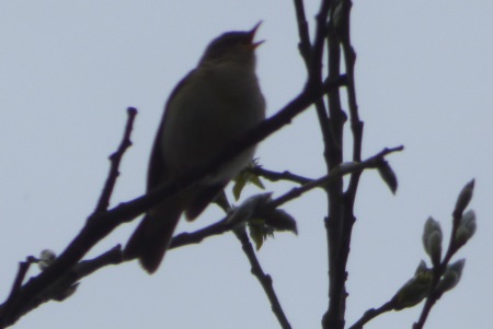 Chiffchaff singing