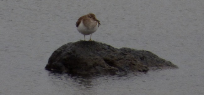 Common Sandpiper