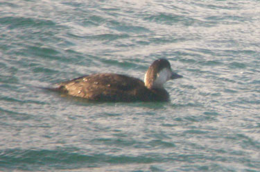 Common Scoter