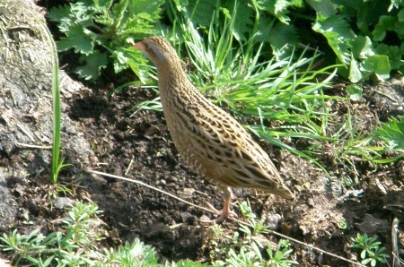 Corncrake