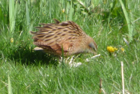 Corncrake