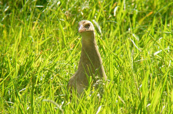 Corncrake