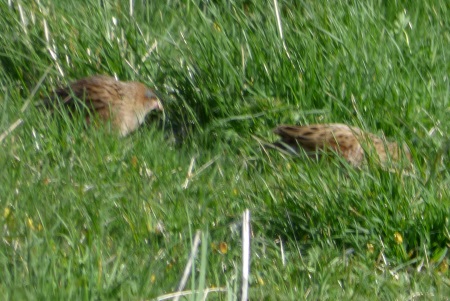 Corncrakes x 2