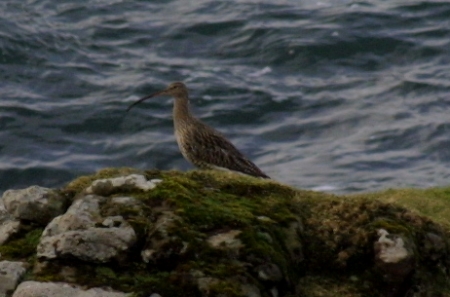 Curlew