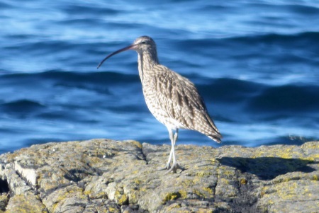 Curlew