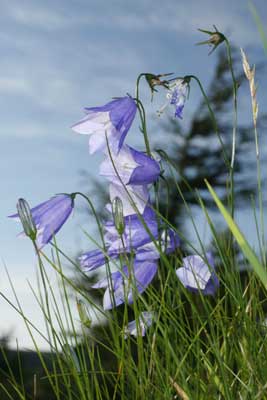 Harebells by Nic Davies