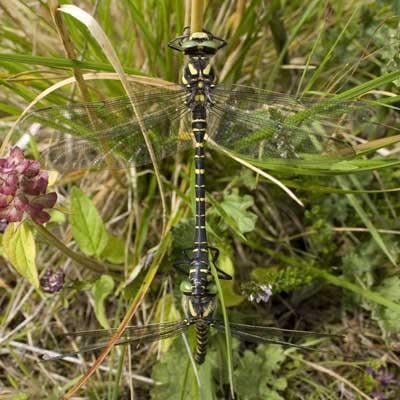 Golden-ringed Dragonfly mating by Nic
                            Davies