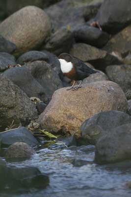 Dipper by
                                      Nic Davies