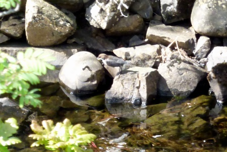 Dipper spot the