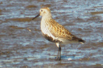 Dunlin