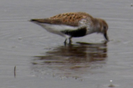 Dunlin