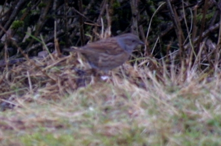 Dunnock