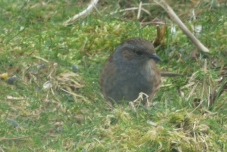 Dunnock