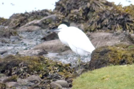 EGRET