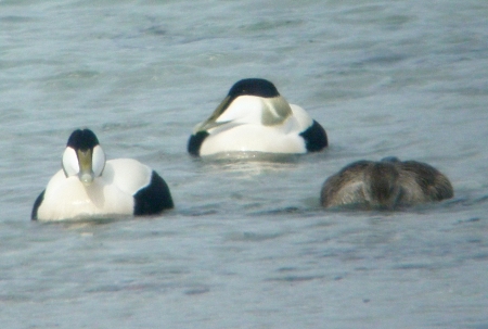 Eider Ducks