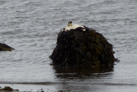 Eider Duck male