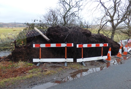 Fallen tree by the road
                                                          side