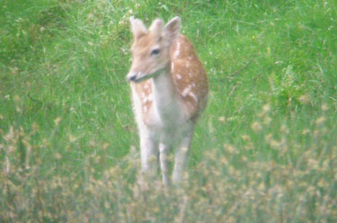 Fallow Deer