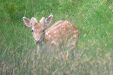 Fallow Deer