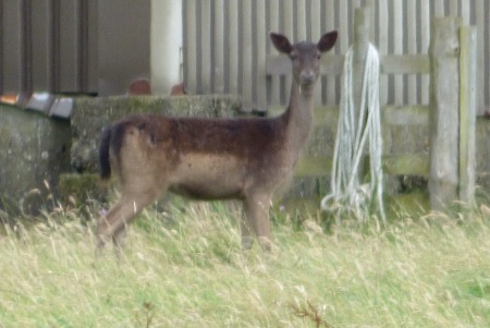 Fallow Deer dark