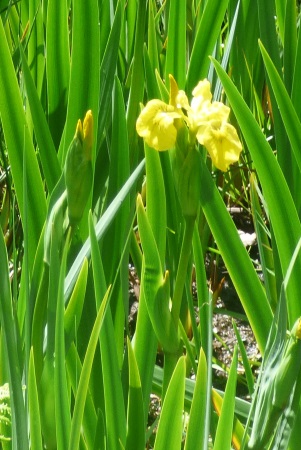 Flag Iris