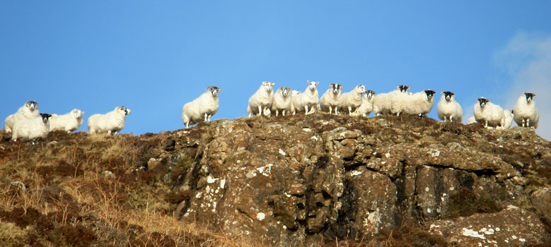 Flock of sheep