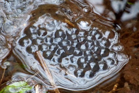 Frog spawn