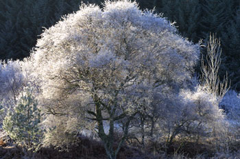 A frost covered tree