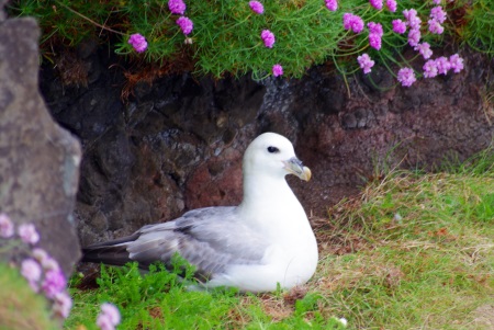 Fulmar Peter
                                              Lathem