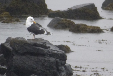 GBB Gull Loch Cuin