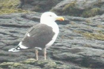 Greater black-backed Gull