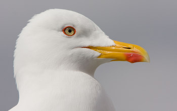 Great black-backed Gull taken
                                      by David Mitchell