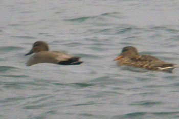 Gadwall and female Mallard