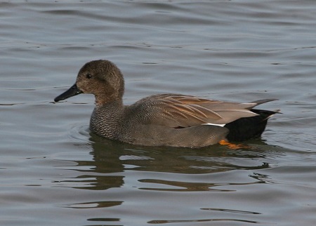 Gadwall
                                                        Drake Alan
                                                        Spellman