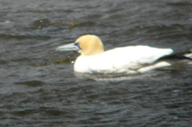 Gannet