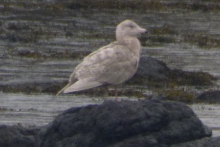 Glaucous Gull