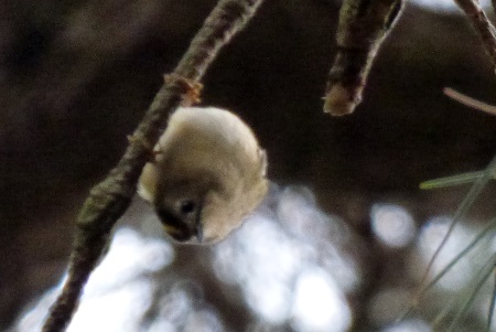 Goldcrest upside down