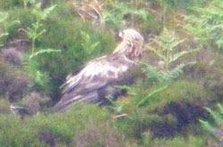 Golden Eagle 2