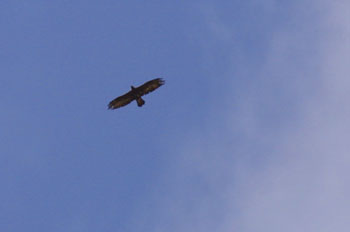 Golden Eagle