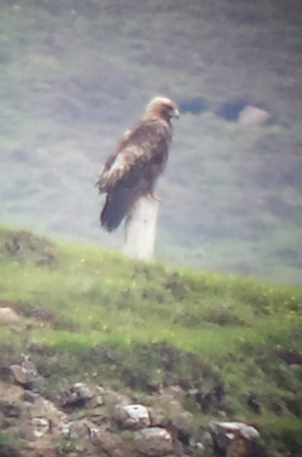 Golden Eagle on a post David
                                  Cole