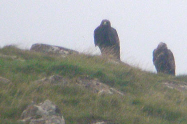 Golden Eagle pair