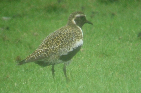 Golden Plover