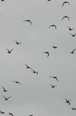 Golden Plover flying