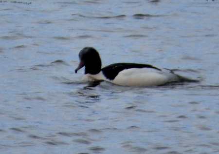 Gooseander male