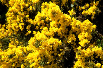 Gorse