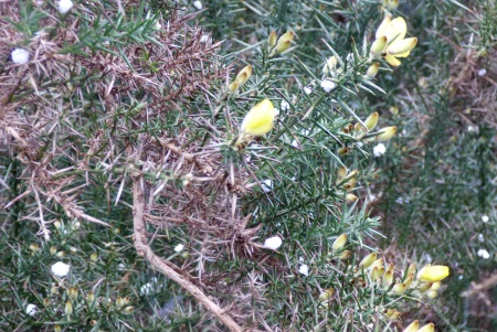 Gorse and hail stones