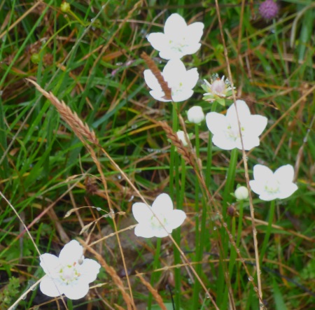 Grass of Parnassus